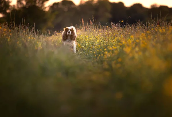 Een Kleine Hond Het Gras Een Weiland Bij Zonsondergang — Stockfoto
