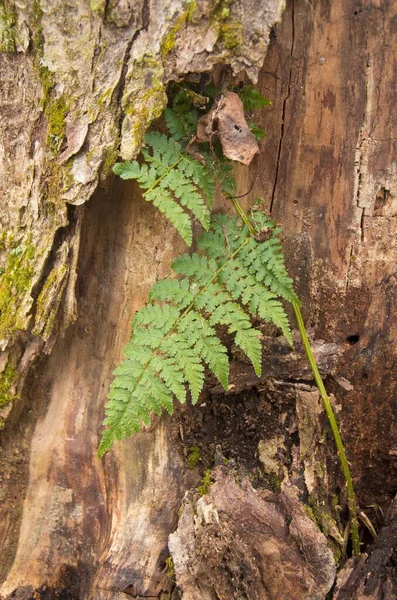 马里兰州深溪湖畔的森林里 一株腐烂的树的树桩上冒出了一只蕨树 — 图库照片