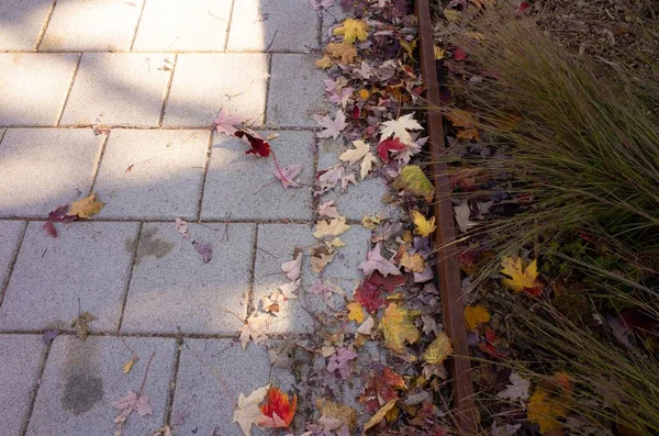 一片五彩缤纷的干树叶落在公园的地面上 — 图库照片