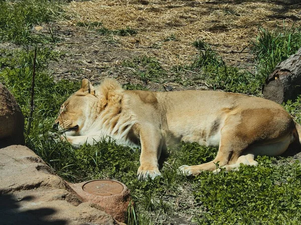 Ein Löwe Topeka Zoo Conservation Center Topeka Kansas — Stockfoto