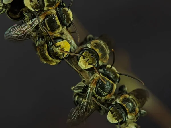 Skupina Žihadlovitých Včel Odpočívajících Větvi Stromu — Stock fotografie