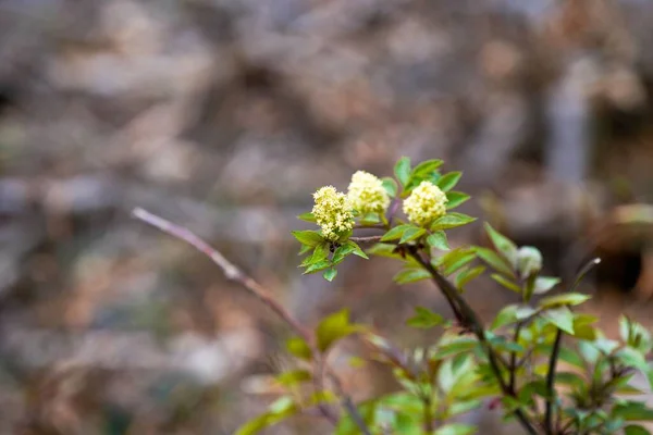 Selective Focus Shot Yellow Elderberry Flowers — Stock Photo, Image