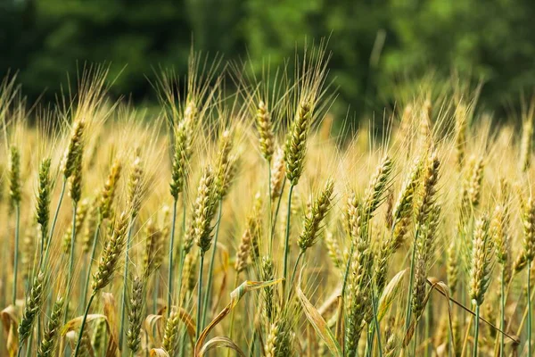 Фото Пшеничного Поля Дурума Переднем Плане Красивый Зеленый Фон — стоковое фото