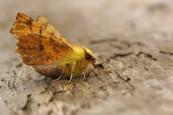 Detailed Closeup Canary Shouldered Thorn Geometer Moth Ennomos Alniaria Open — Stockfoto