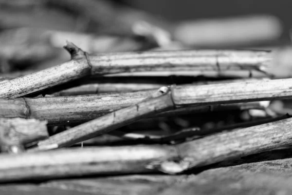 Grayscale Closeup Shot Japanese Knotweed Reynoutria Japonica — стокове фото