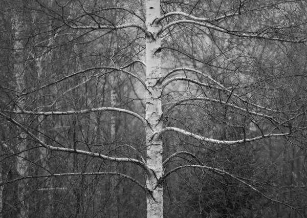 Arbre Dans Une Forêt Hiver Niveaux Gris — Photo