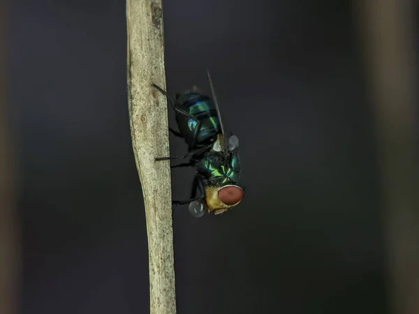 Primer Plano Una Mosca Común Botella Verde Una Rama — Foto de Stock