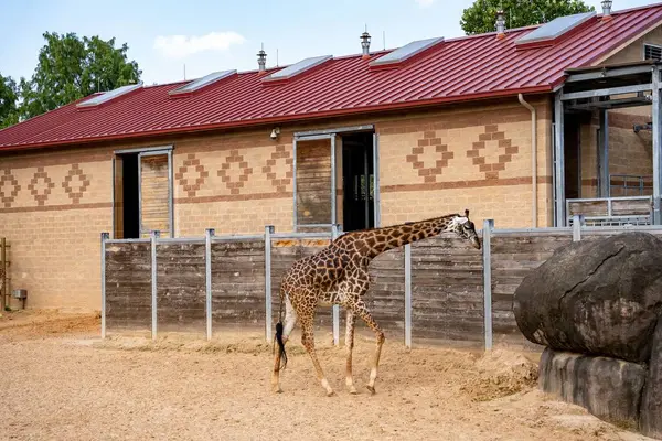 Giraffe Walking Zoo Barn — Stock Photo, Image