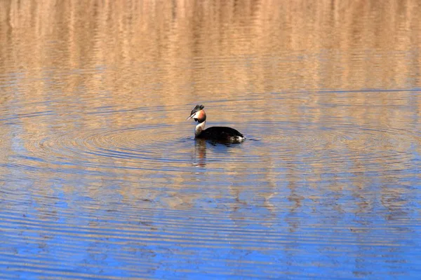 Great Crested Grebe Podiceps Cristatus Swimming Lake Sunset Orange Blue — Stock Photo, Image