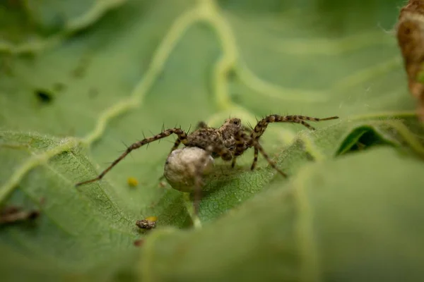 나뭇잎 거미의 — 스톡 사진
