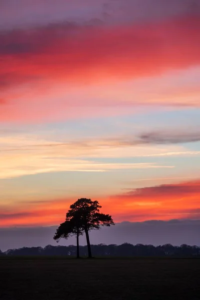 Eine Vertikale Aufnahme Einer Baumsilhouette Auf Einem Feld Vor Einem — Stockfoto
