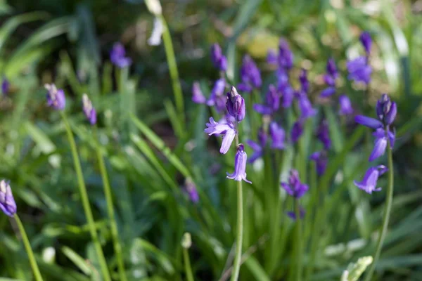 Gros Plan Iris Bleus Blancs Fleurissant Dans Jardin — Photo