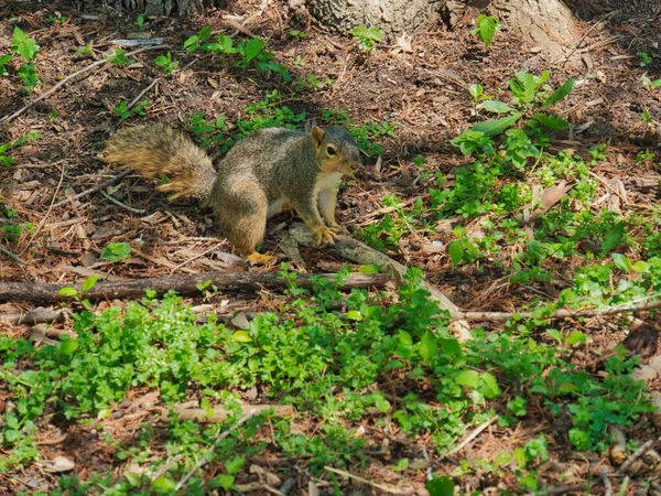 Ein Niedliches Graues Eichhörnchen Steht Auf Einer Baumwurzel Freien — Stockfoto