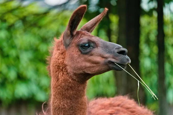 Une Focalisation Sélective Lama Mangeant Des Tiges Dans Une Forêt — Photo