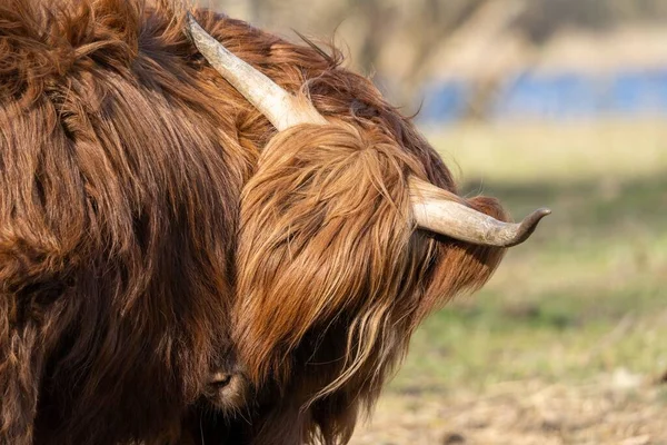 背景がぼやけているスコットランドのハイランダー牛のかわいい肖像画 — ストック写真