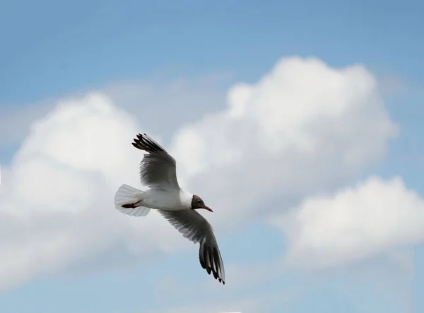 Seagull Black Head Soaring Overhead Open Wings Blue Cloudy Sky — Photo
