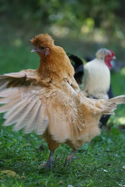 農場で草を刈る鶏の群れ — ストック写真