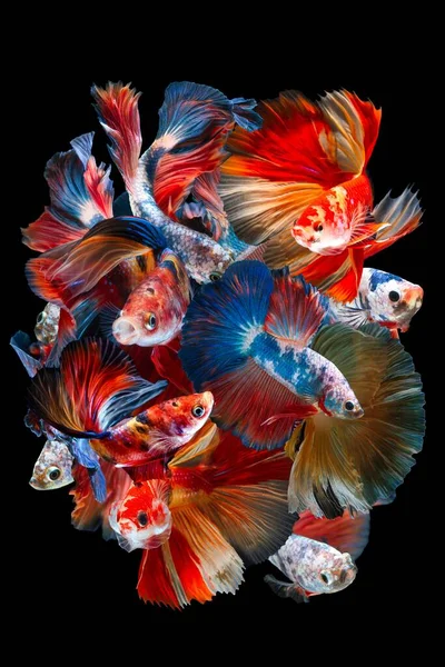 Set Colorful Siamese Fighting Fish Commonly Known Betta Dark Background — Stock Photo, Image