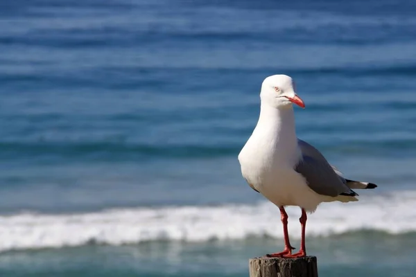 Una Gaviota Contra Agua Azul —  Fotos de Stock