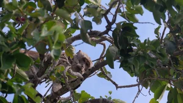 Nízký Úhel Záběru Opice Ležící Větvi Stromu Dívající Kamery — Stock fotografie