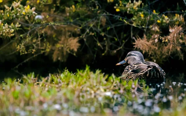 ぼやけた草に覆われたマガモの浅い焦点 — ストック写真