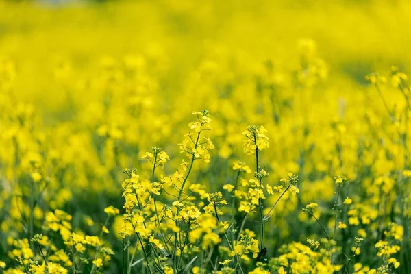 Gul Rapsblomma Fält Solig Dag — Stockfoto