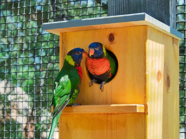 Zbliżenie Ujęcia Kochających Lorikeet Ptaków Domku Dla Ptaków Centrum Konserwatorskim — Zdjęcie stockowe