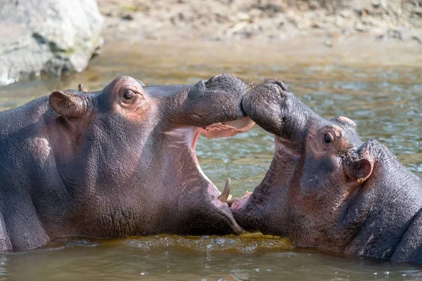 Primer Plano Los Hipopótamos Boca Abierta Agua Parque Safari Holanda —  Fotos de Stock