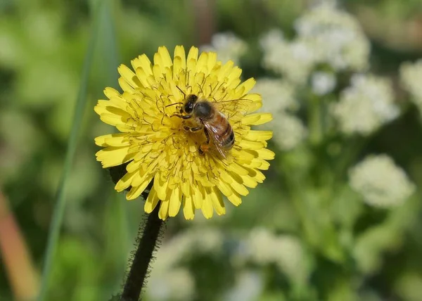 Nahaufnahme Einer Biene Die Pollen Aus Löwenzahn Sammelt — Stockfoto