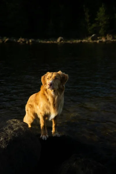 Suyun Yakınındaki Bir Kayanın Üzerinde Duran Golden Retriever Dikey Çekimi — Stok fotoğraf