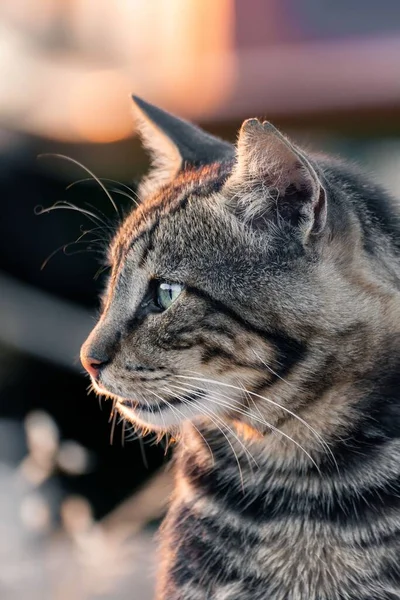 Nahaufnahme Einer Katze Sonnenuntergang — Stockfoto