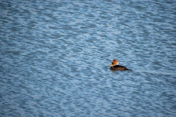 Hooded Merganser Swims Peacefully Calm Blue Lake Daylight — Stock Photo, Image