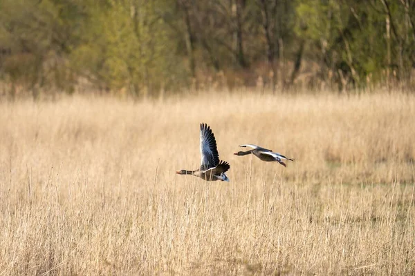 Poză Frumoasă Două Gâşte Zburând Peste Iarba Sălbatică Din Parc — Fotografie, imagine de stoc