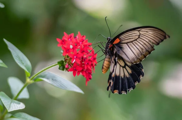 Een Closeup Shot Van Een Prachtige Vlinder Een Rode Geranium — Stockfoto