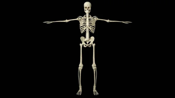 一个年轻人骨架的3D渲染 — 图库照片