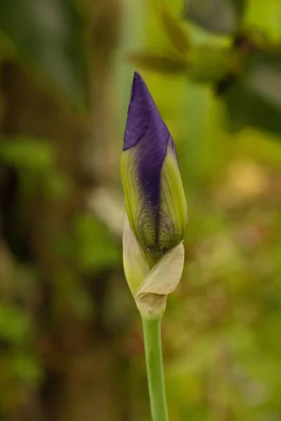 紫色の虹彩芽の垂直閉鎖ショット — ストック写真