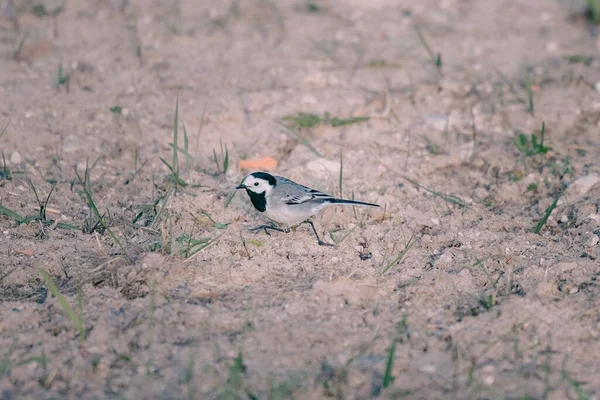 Yerde Küçük Beyaz Bir Kuyruk Motacilla Alba Yakın Çekim — Stok fotoğraf