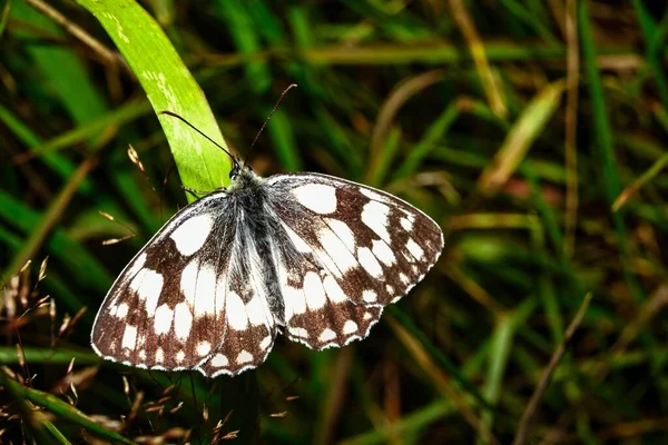 Een Blik Een Witte Vlinder Natuurlijke Habitat Kleurrijke Planten — Stockfoto