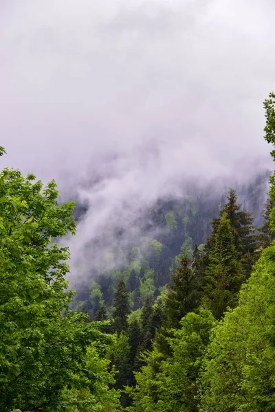 Vertikální Záběr Krásného Lesa Karpat Horách Rumunsku — Stock fotografie