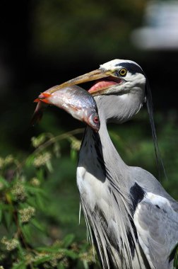 Gagasında balık tutan gri balıkçıl dikey bir çekim.