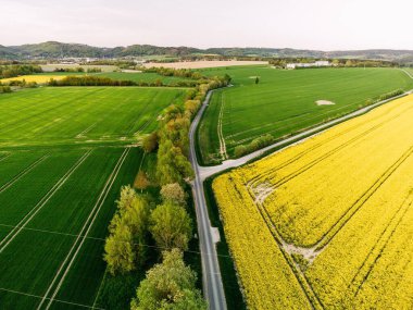 Güneşli bir günde güzel bir kolza tohumu tarlasının manzarası.
