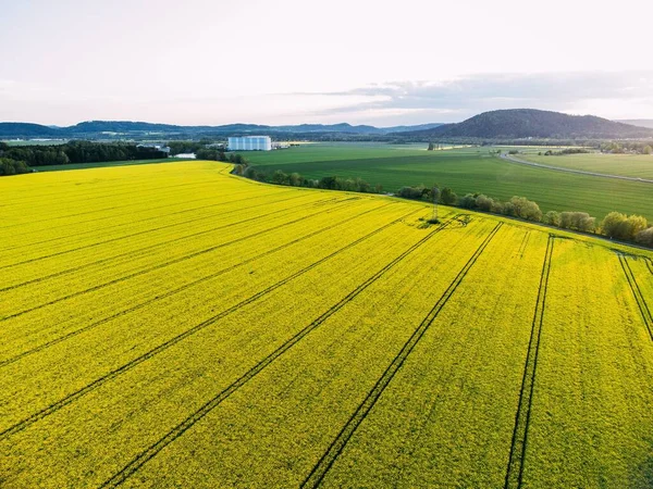 Une Vue Aérienne Panoramique Beau Champ Colza Par Une Journée — Photo