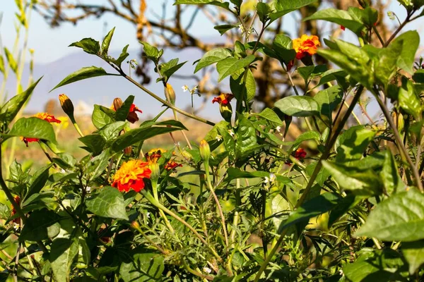 赤と黄色のマリーゴールドの植物 — ストック写真