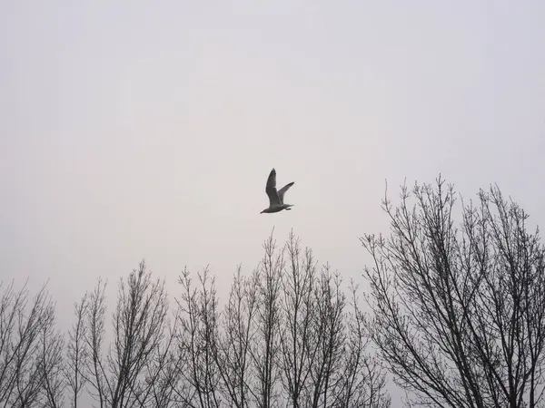 Una Gaviota Volando Sobre Los Árboles Sin Hojas Cielo Gris — Foto de Stock