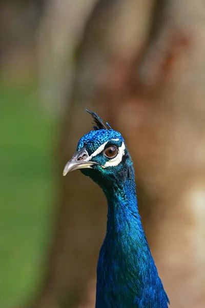 Tiro Vertical Cabeça Pavão Azul Olhando Lado Isolado Fundo Embaçado — Fotografia de Stock