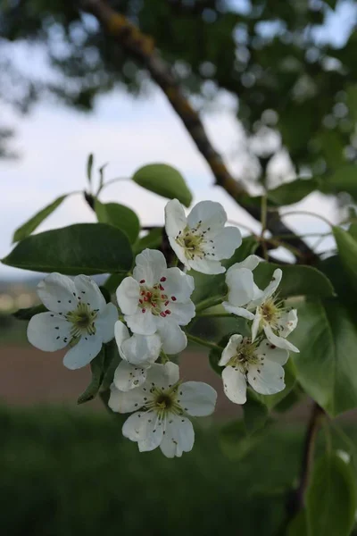 Gros Plan Une Branche Poire Fleurs Avec Des Fleurs Blanches — Photo