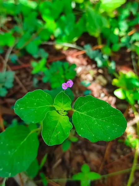 Egy Gyönyörű Lövés Punarnava Virág Ayurvédikus Gyógynövény — Stock Fotó