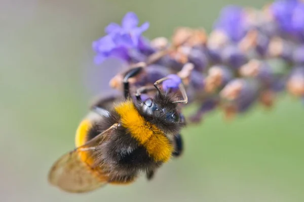 Abeille Récoltant Nectar Pollen Sur Une Fleur Bleue Macro Shot — Photo