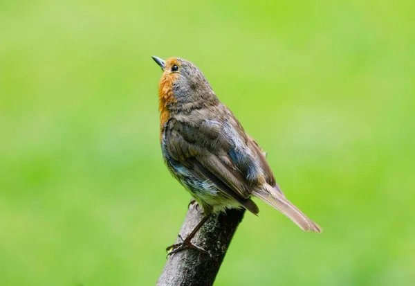 Robin Sitting Branch Looking Upwards — Stock Photo, Image