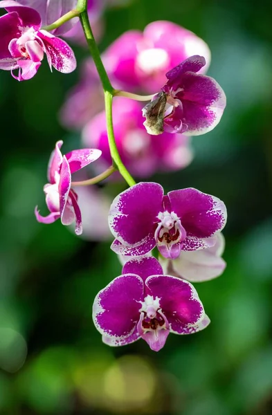 Bulanık Yeşil Arka Planda Pembe Güve Çiçeklerinin Yakın Çekimi — Stok fotoğraf